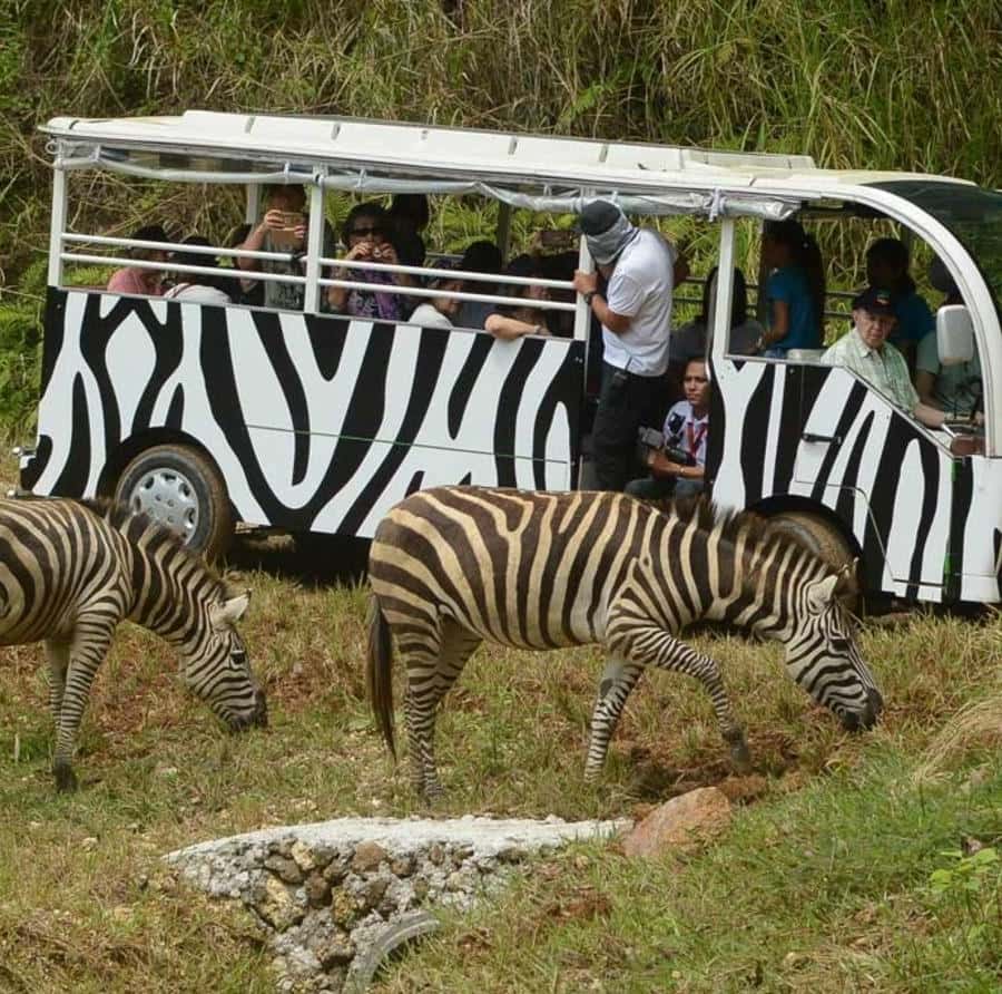 セブ：セブ サファリ アドベンチャー パーク 日帰り旅行 | GetYourGuide