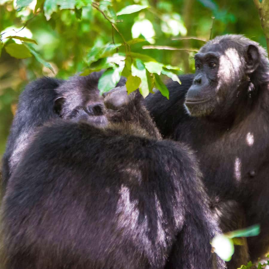 チンパンジー Amazon.co.jp: シュライヒ ワイルドライフ チンパンジー(オス