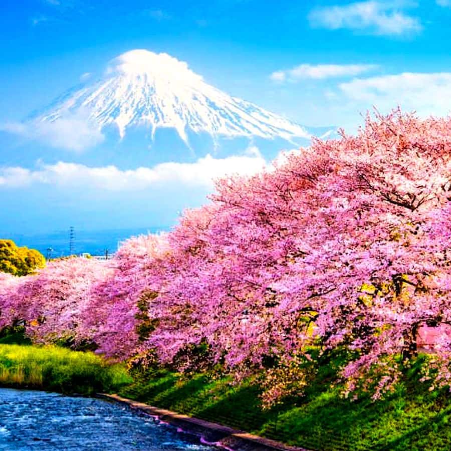 Private Mount Fuji sightseeing Day trip with English Guide