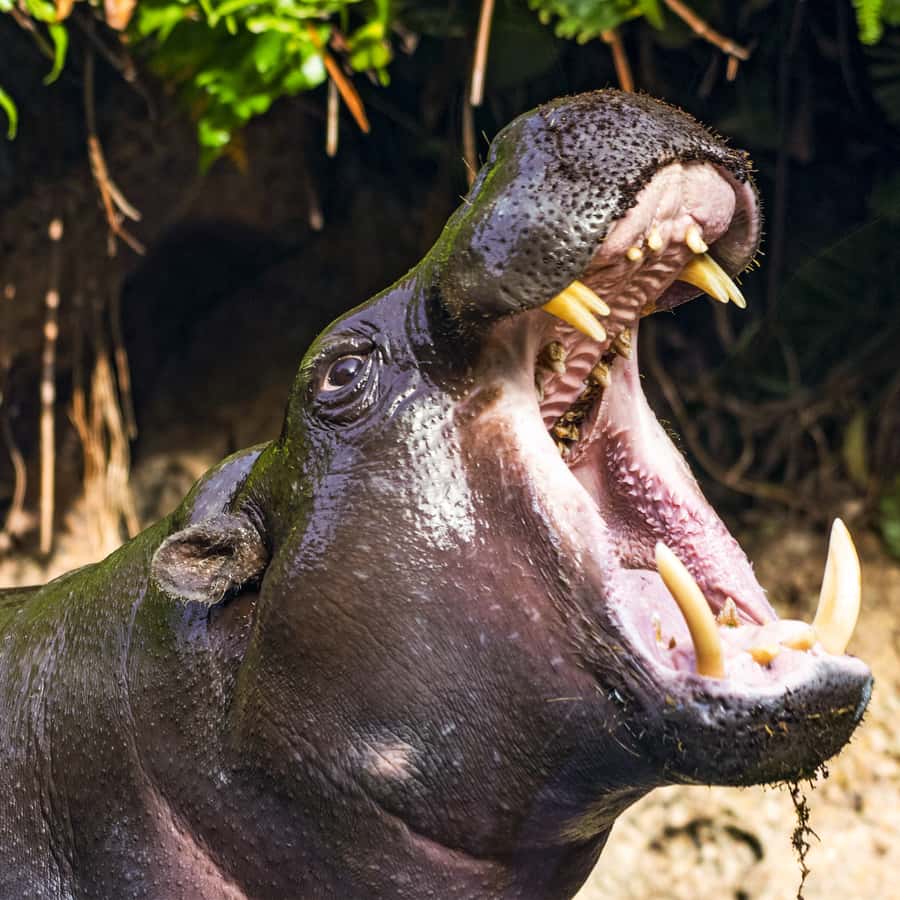 Choi Byung Il, image size:900x900