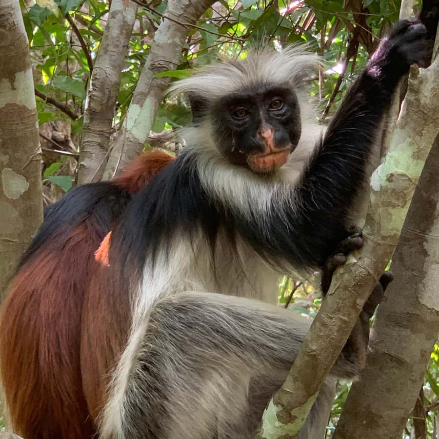 ザンジバル：ジョザニの森のアカコロブス猿ガイド付きツアー