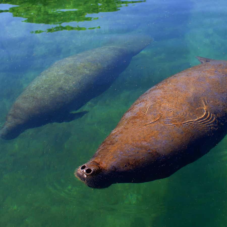 Cancun: Manatee Swimming on Isla Mujeres with Buffet Lunch | GetYourGuide, image size:900x900
