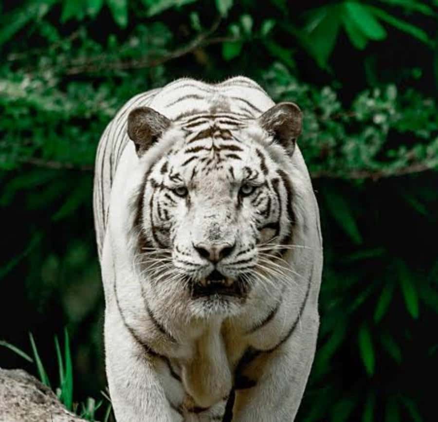 c7d105d03da0937005579f66dc87ec