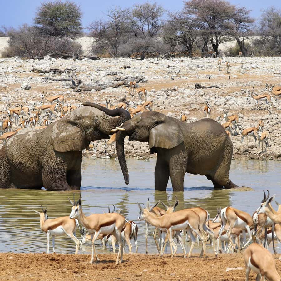 Oryx Gazella 백지에 고립되어 있었다 속하는 아프리카의 포유동물 가운데 구별되는 — 스톡 사진 ©  ganchaonan1@gmail.com #372928276, image size:900x900