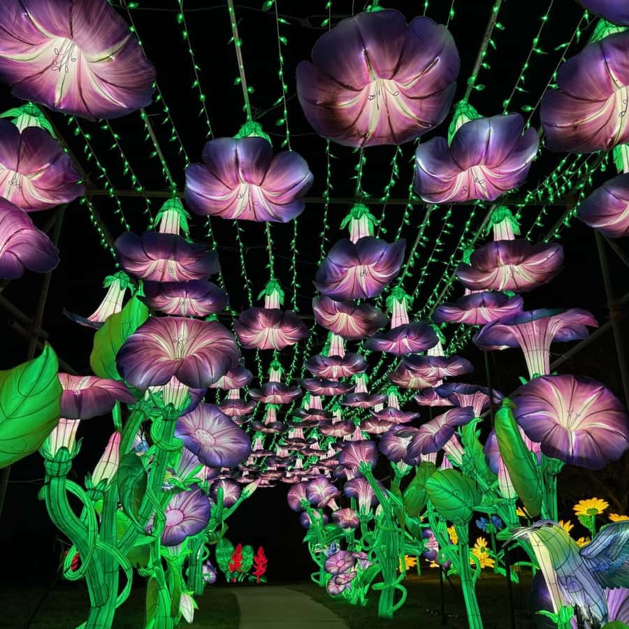 Houston: Radiant Nature Winter Light Show Tickets