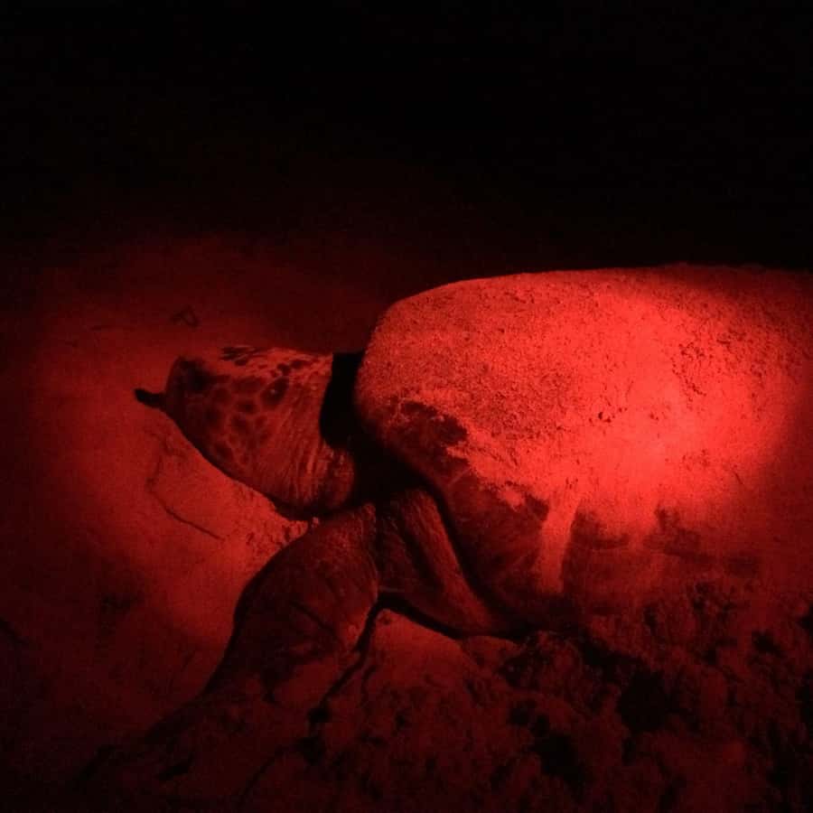 赠款- 海洋基金会, image size:900x900