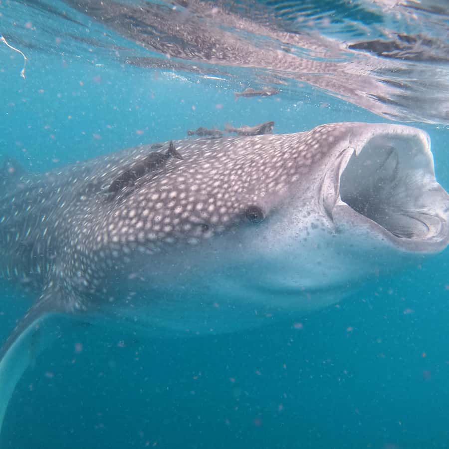 멕시코 바하칼리포르니아수르 해안 라파스에서 고래상어와 함께하는 소규모 스노클링 | GetYourGuide