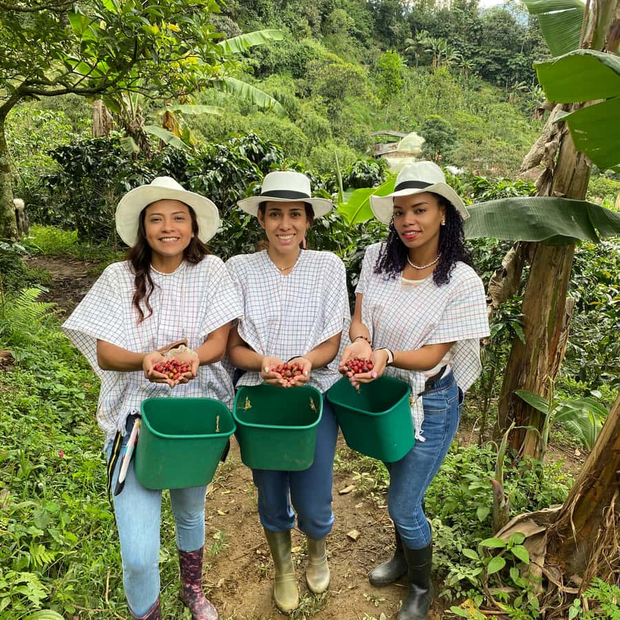 Fra Medellín: Halvdags privat kaffetur | GetYourGuide, image size:900x900