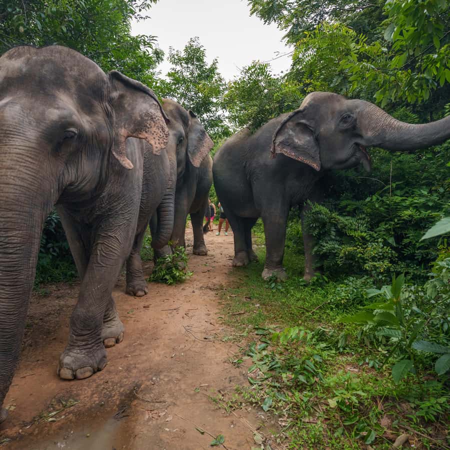 File:Roundel of Royal Lao Air Force.svg - Wikimedia Commons, image size:900x900