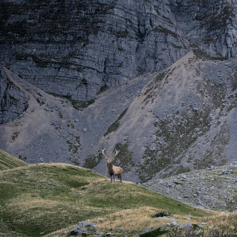 Parque Nacional de los Abruzos, Lacio y Molise: Senderismo y Vida  Silvestre. | GetYourGuide, image size:900x900