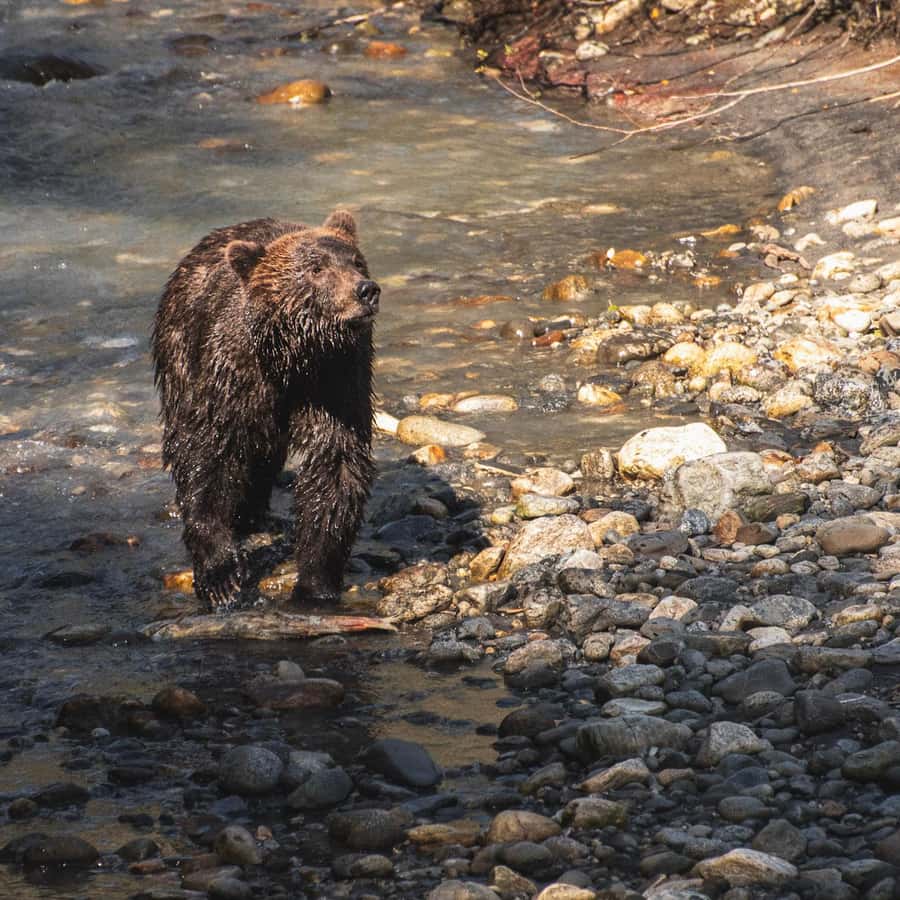 Yellowstone Wildlife Profiles (2026) - All You Need to Know BEFORE You Go  (with Reviews), image size:900x900