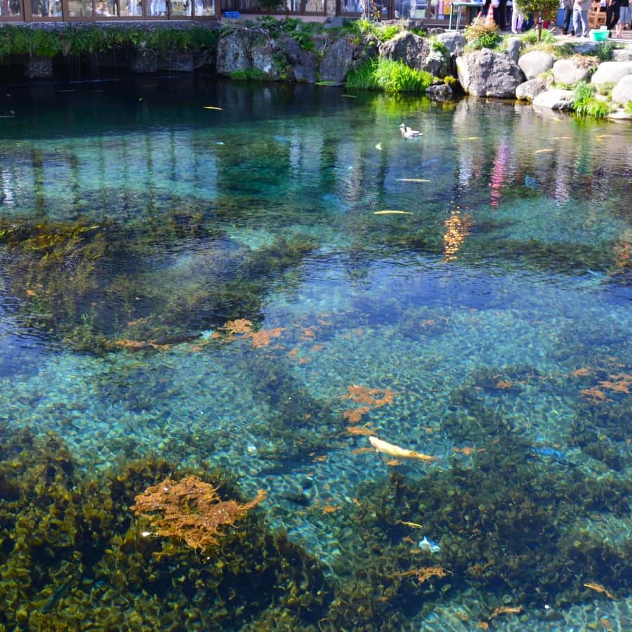 Tokyo:Mt.Fuji 5th Station,Oshino Hakkai&Kawaguchiko Day Tour