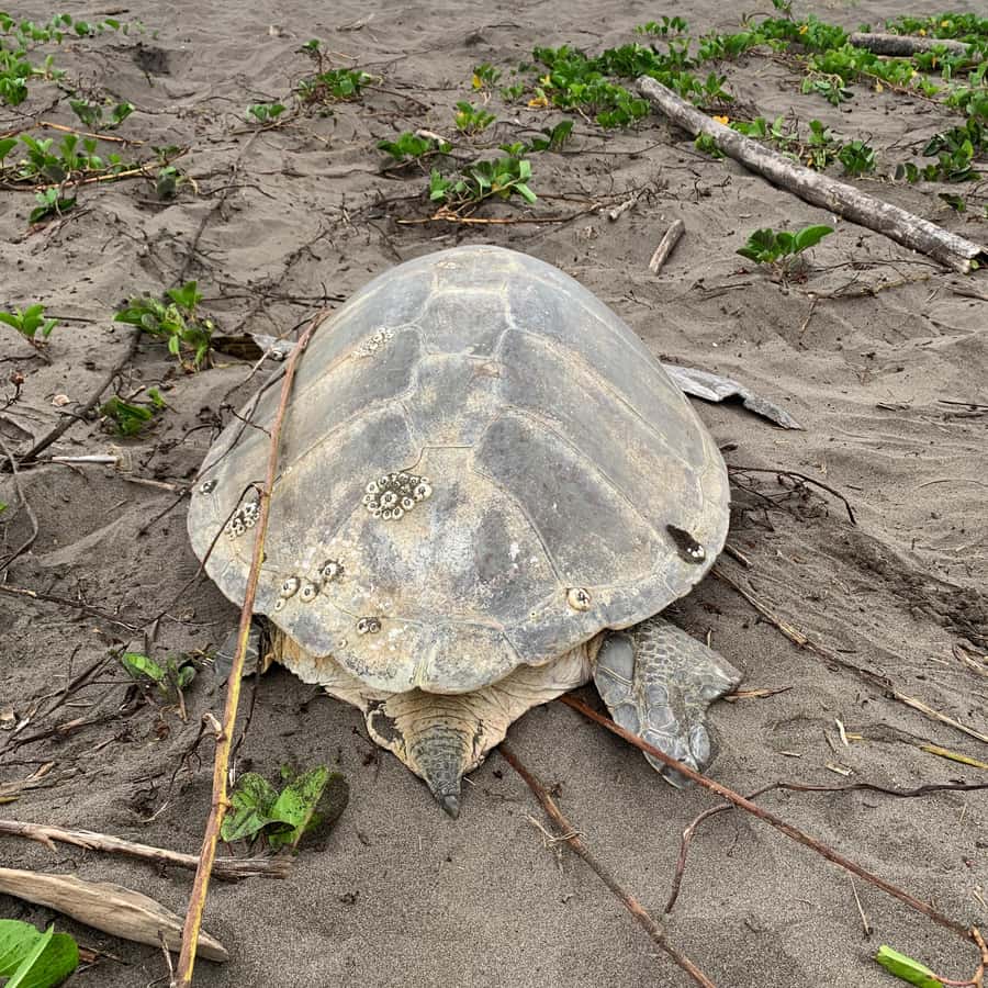 Tortuguero: Turtle Nesting Tour on Tortuguero Beach | GetYourGuide, image size:900x900
