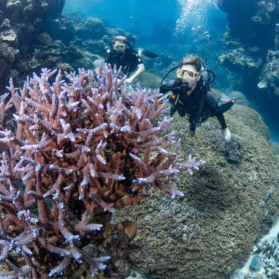 ケアンズ：シルバースウィフトでグレートバリアリーフの3サイトを1日で