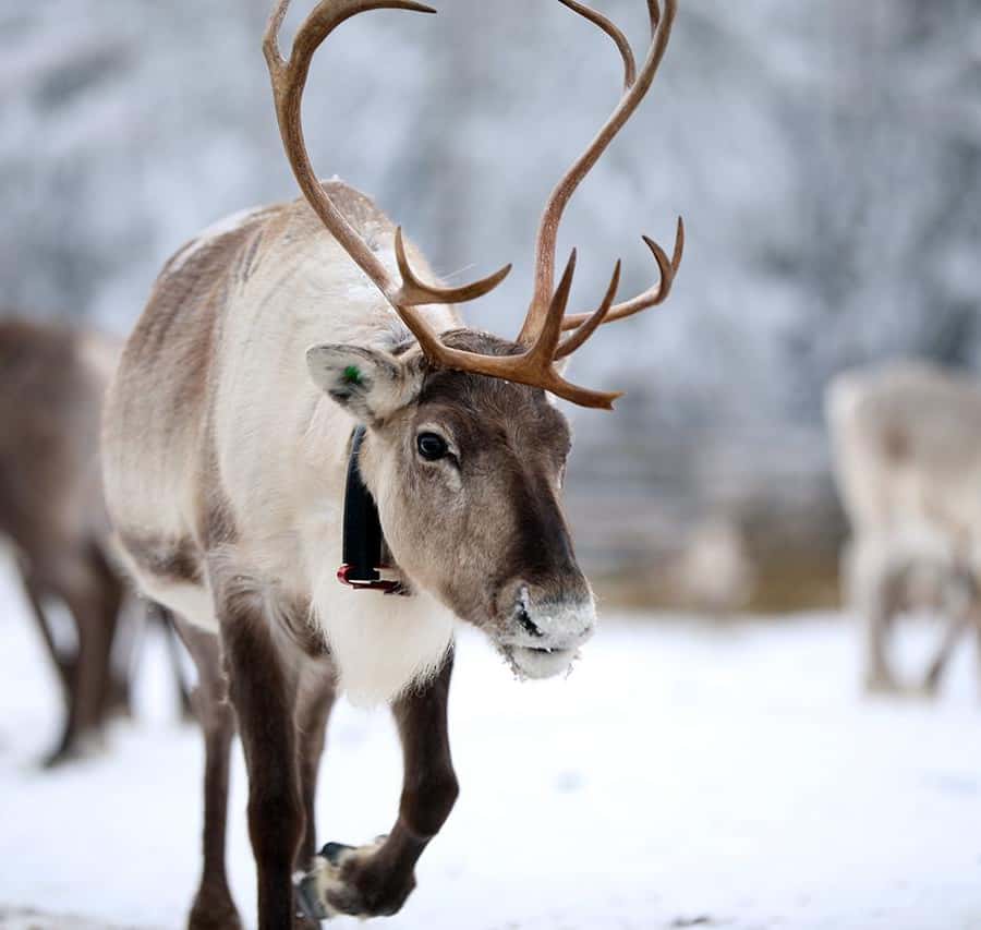 クーサモトナカイぞりと牧場訪問 | GetYourGuide