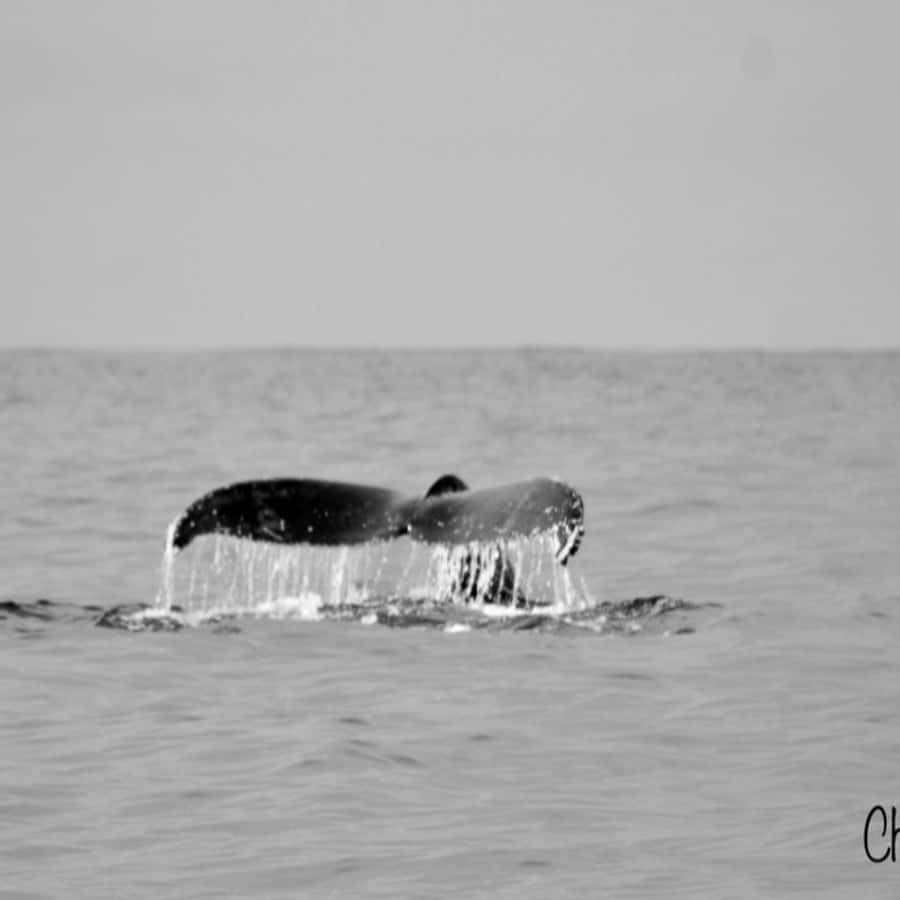 科爾特斯海賞鯨| GetYourGuide