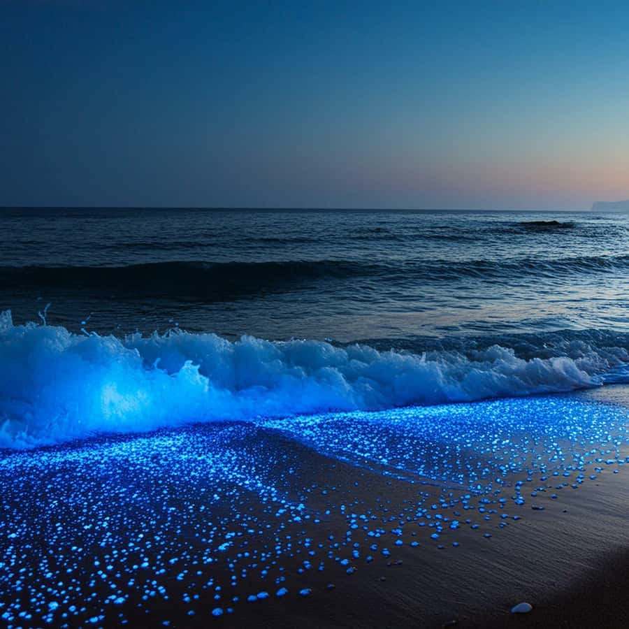 ビエケス島：生物発光湾で透明カヤック体験をお楽しみください