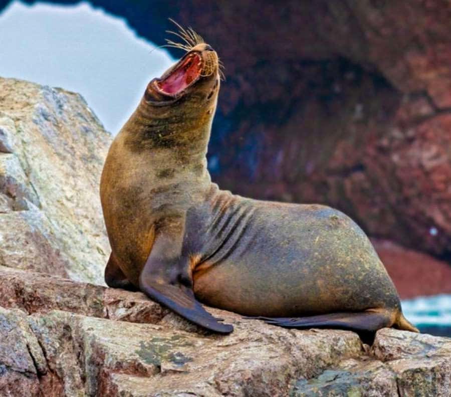 パラカス発：バジェスタス諸島ガイド付きボートツアー | GetYourGuide