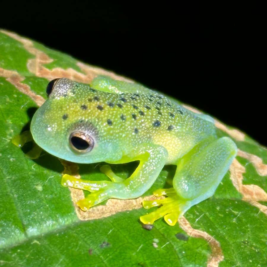 라 포르투나: 빨간 눈 나무개구리와 양서류 투어 보장 | GetYourGuide, image size:900x900