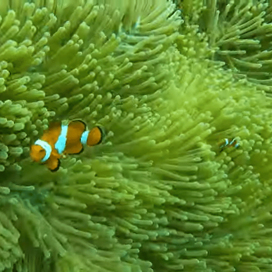 En skikkelig diger clown loach. Jeg har hatt han i 2 år nå, og han er vel  rundt 4,5 tommer lang. : r/Aquariums, image size:900x900