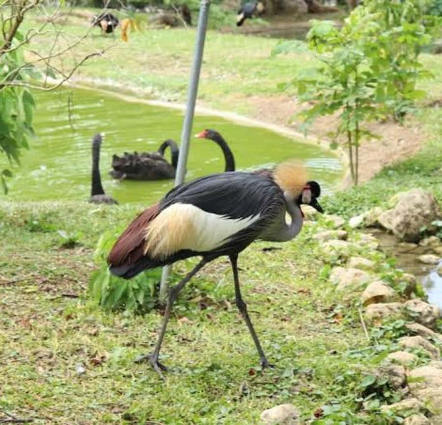 セブ：セブ サファリ アドベンチャー パーク 日帰り旅行 | GetYourGuide