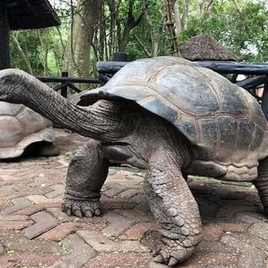 ザンジバル：巨大陸亀とサラーム洞窟海亀ツアー | GetYourGuide