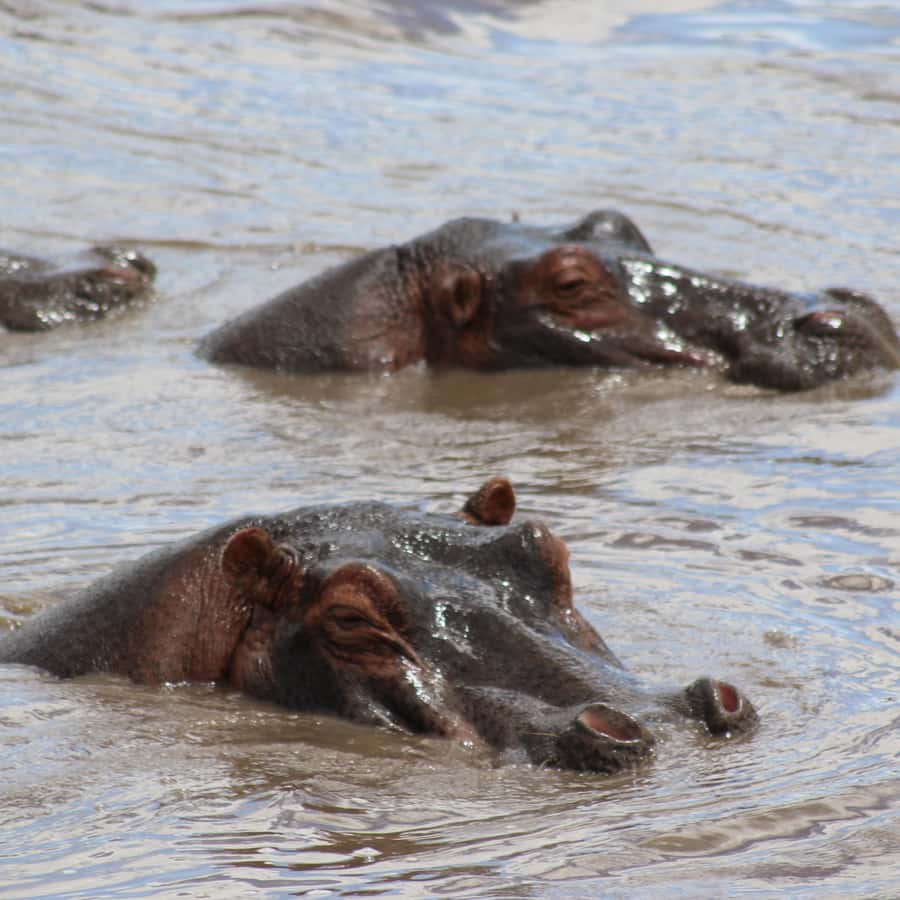 낙원에서의 3일, 탄자니아 야생동물 사파리 체험 | GetYourGuide