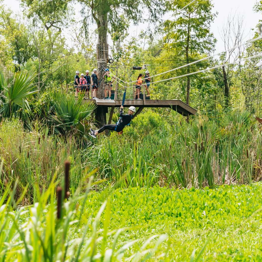 New Orleans: Swamp Zipline Tour | GetYourGuide