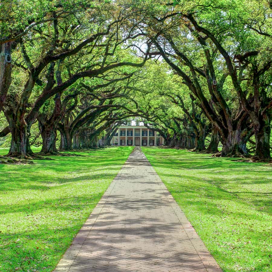 Desde Nueva Orleans Excursión a la Plantación Oak Alley | GetYourGuide, image size:900x900