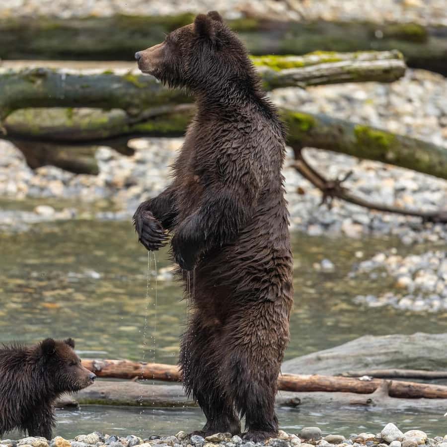 Campbell River: Dagstur med grizzlybjørn og lunsj | GetYourGuide, image size:900x900
