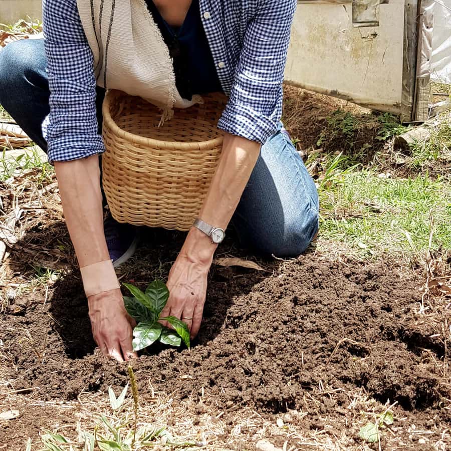 Medellin: La Casa Grande Coffee Hacienda – kaffeopplevelse | GetYourGuide, image size:900x900