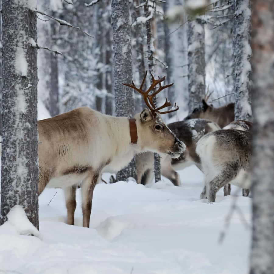 Download Christmas Tree In The Snow Wallpaper | Wallpapers.com, image size:900x900