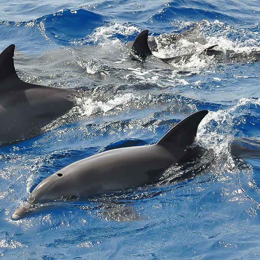 コルシカ島：ポルトオタからのガイド付き海の旅 | GetYourGuide