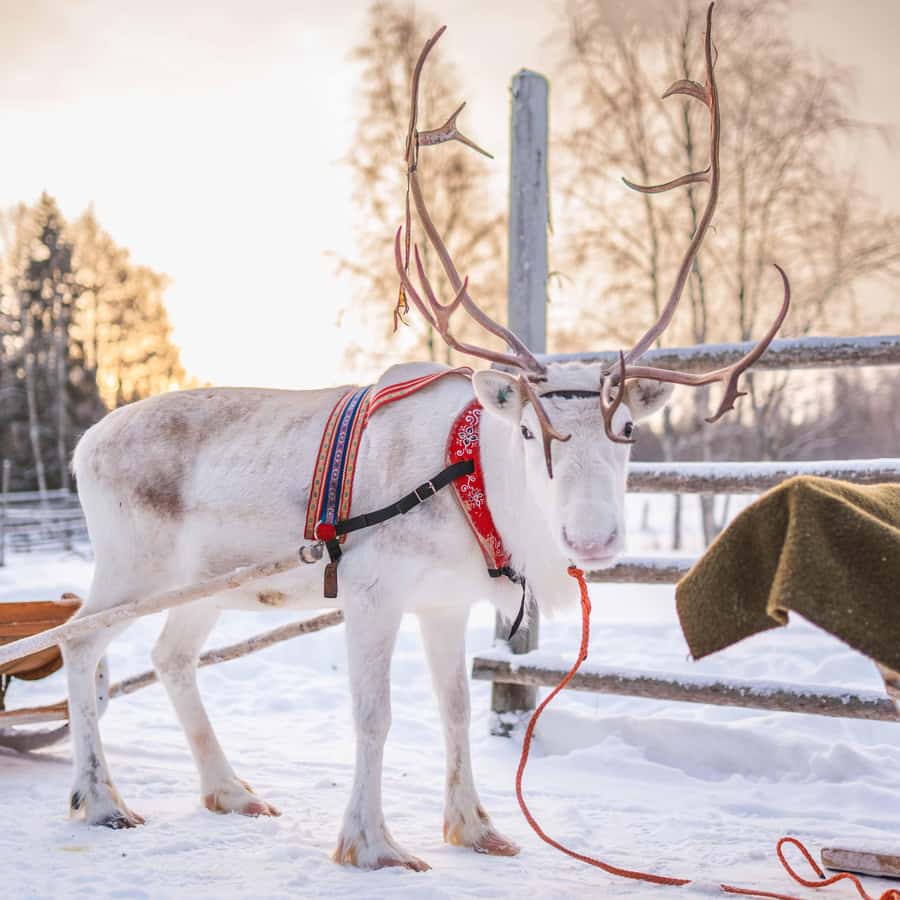 ロヴァニエミ：トナカイ牧場訪問とそり乗り | GetYourGuide