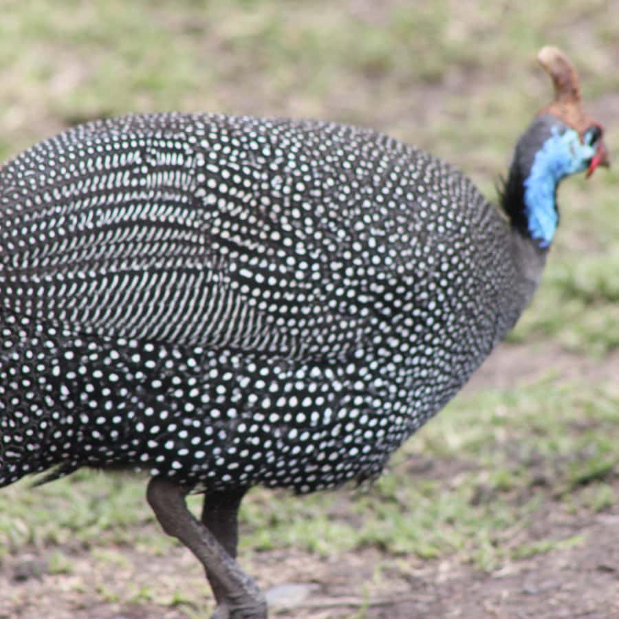 아루샤: 게임 드라이브와 함께하는 응고롱고로 분화구 당일 여행 | GetYourGuide, image size:900x900