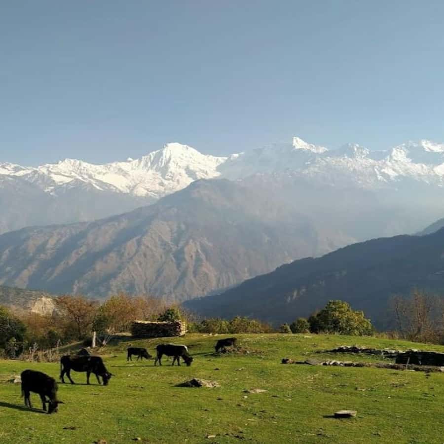 ガネーシュ ヒマール山 (ヤングラ) 2025/2026 | GetYourGuide