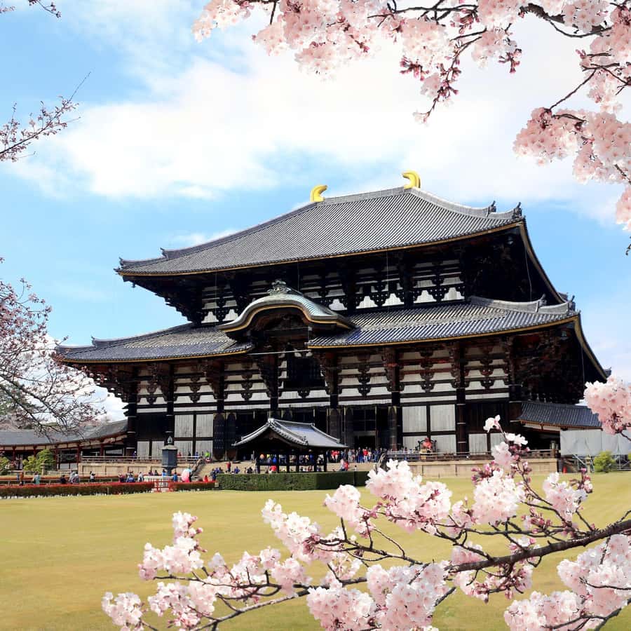 京都/大阪：金閣寺、竹林、奈良鹿公園 | GetYourGuide