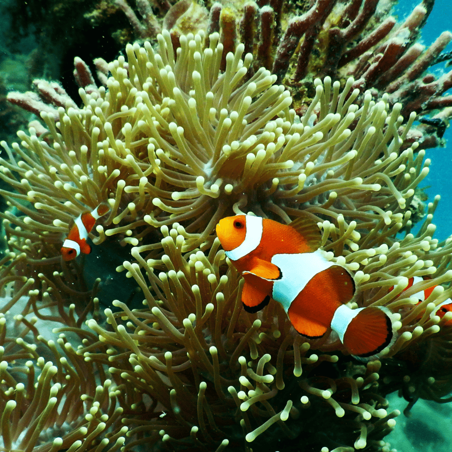 Bali: Snorkling i Blue Lagoon, foss og plantasje | GetYourGuide, image size:900x900