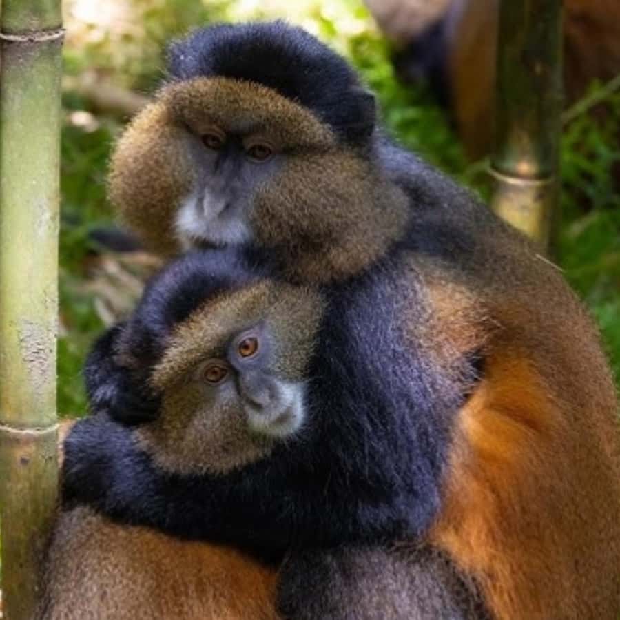 ff82d47e10c9a0e720dce5926b2418