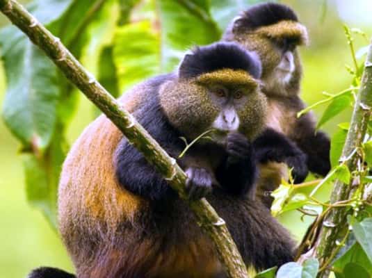 image n.1 of 3 Days Rwanda Gorillas and Golden Monkey Trekking Tour activity in Northern Province, Rwanda, uploaded by supplier