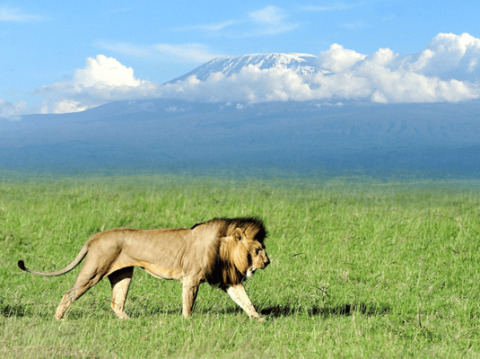 image n.1 of 5-Day Safari to Amboseli, Tsavo West,Taita & Tsavo East activity in Coast Province, uploaded by supplier