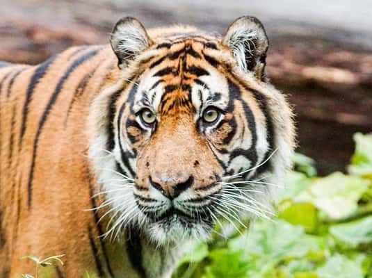 Zoo de Londres décoré pour Noël avec des enfants