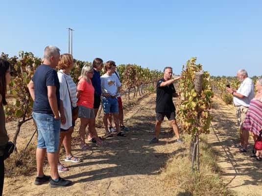 Albufeira/Vilamoura: Winery Tour with Wine Tasting and Tapas