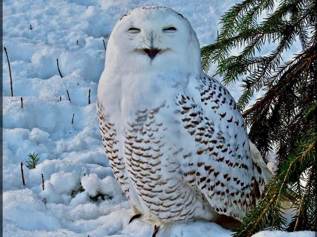 Ranua Wildlife Park Lapland