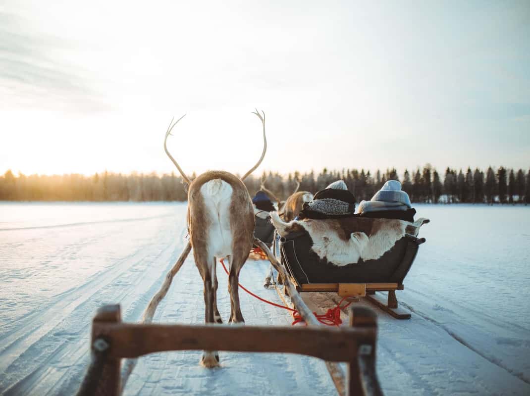 Rendieren voeren Lapland