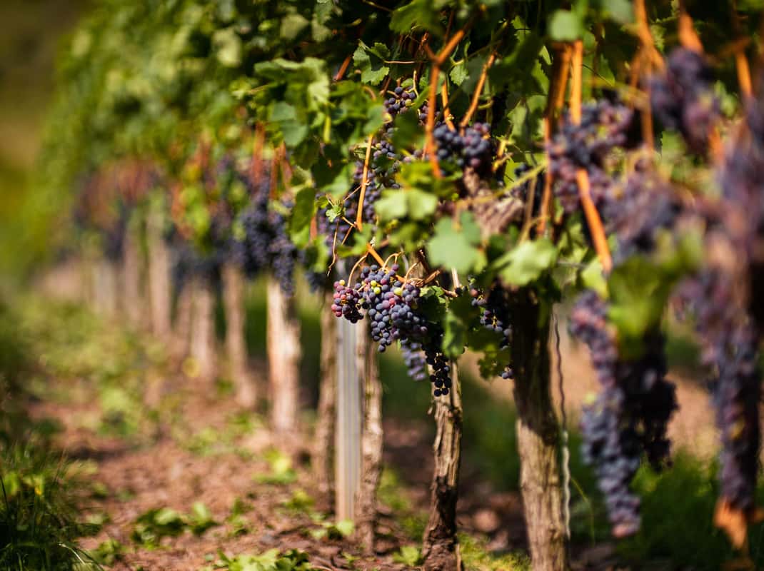 Wijngaarden in La Rioja tijdens een dagtrip vanuit Bilbao