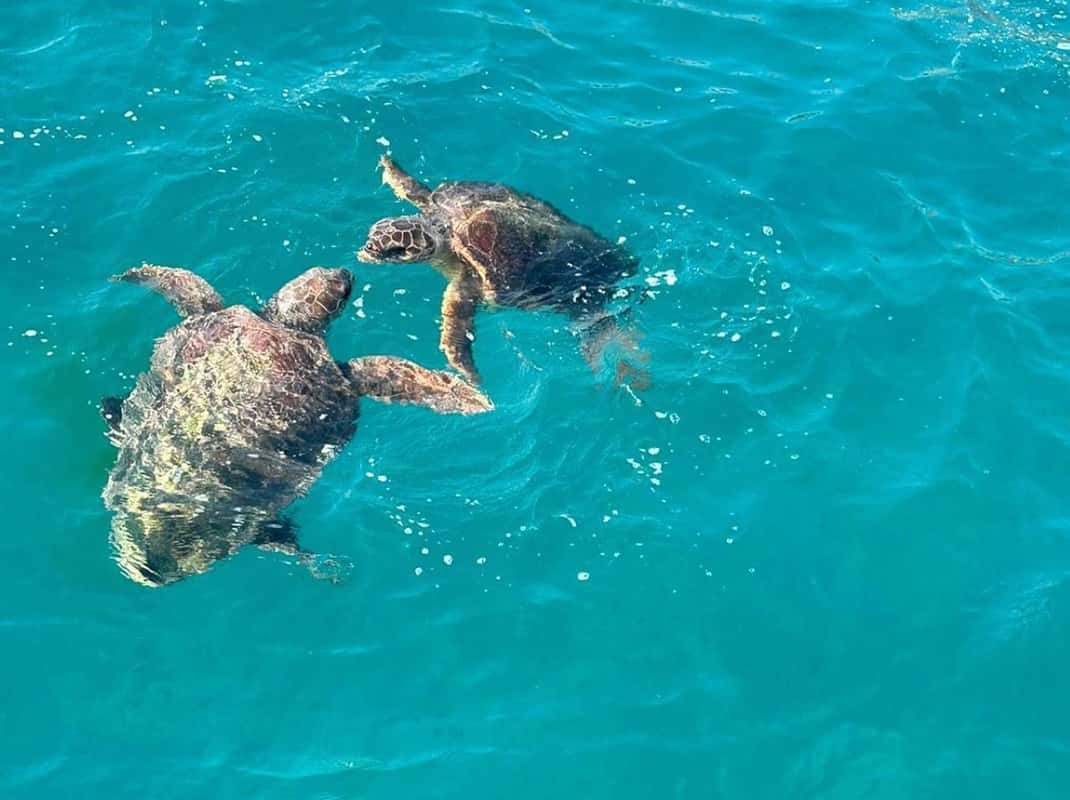 Schildpadden spotten Zakynthos Caretta Caretta