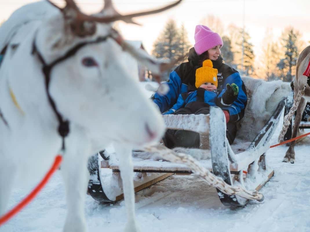 Rendier arrensleetocht door sneeuw