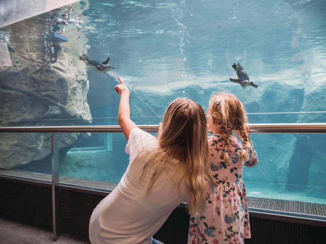 Pinguïns Antarctic Centre