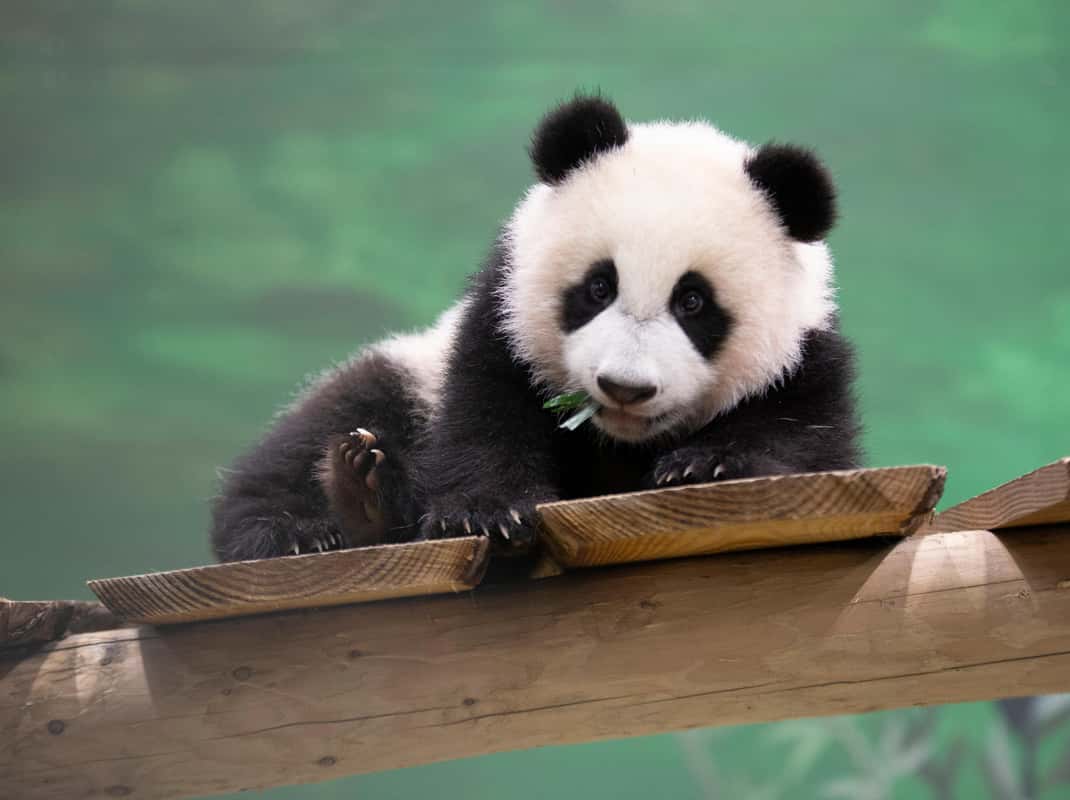 Reuzenpanda in Ouwehands Dierenpark